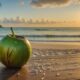 best times for coconut water