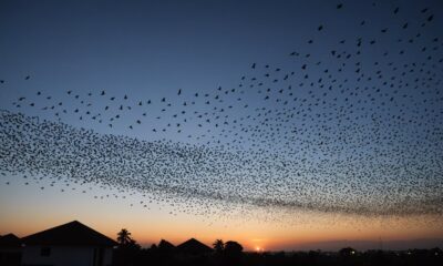 birds migrating to israel