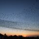 birds migrating to israel