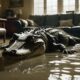 crocodile enters flooded home