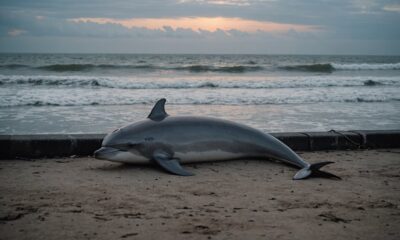 dolphin found dead bekasi