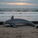 dolphin found dead bekasi