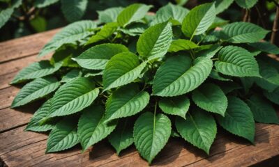 kratom risks and benefits