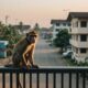 monkey intrusion causes alarm