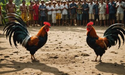 bali chicken fighting tradition