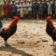 bali chicken fighting tradition