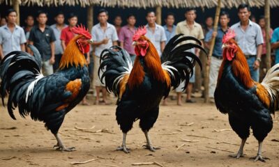 cockfighting legal challenges thailand