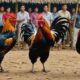 cockfighting legal challenges thailand