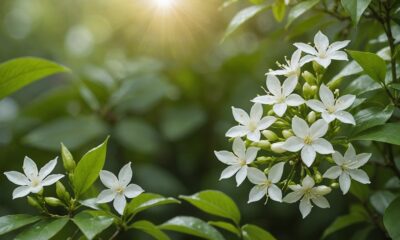 hidden health benefits jasmine