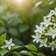 hidden health benefits jasmine