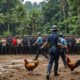 police action against cockfighting