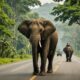 wild elephants adorn road