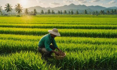 lonjakan pasokan beras lokal